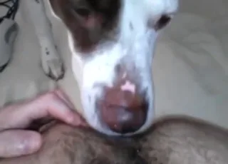 Dog Licks Hairy Hole in Hot Zoo Porn Clip