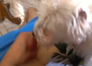 Dude Whips Out His Cock for Puppy Licking Session