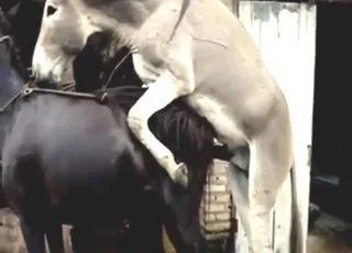 Donkey Breeding Horse in Latest Zoo Sex Clip