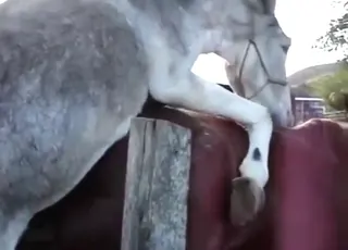 Barcelona Donkey Deepthroat Fuck with Brown Mare