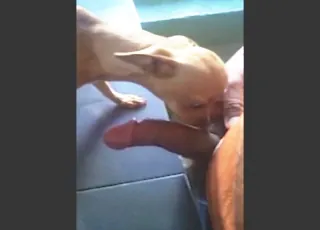 Double BJ animal sex with a Sexy Animal