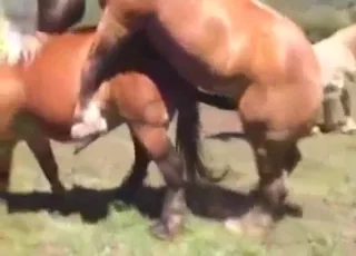 Horse Action in animal sex Porn Zoo Sex HD Clips animal sex Tube