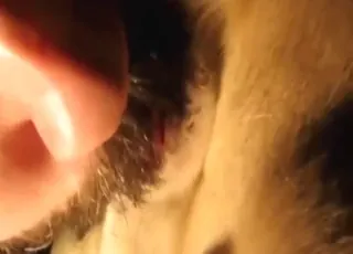Close-up rimjob and perfect ass in HD zoo sex