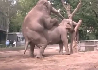 Horny Elephant Sex Outside HD - Zoo Sex Clip
