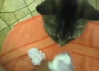 My Cat Worshiping His Owner's Tip Orally