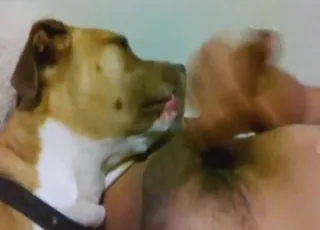 Cute Dog Licking Cock Up and Down for Fun