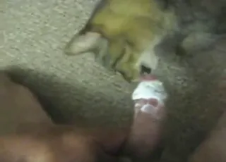 Two cats licking dick in zoo sex scene hd clip