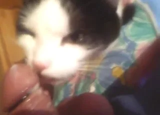 Good kitty working that tongue in cute cat sex scene