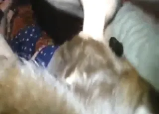 Attentive guy having sex with various animals in hd