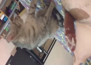 Cat Fucker Showing Seduction Skills To Seducing A Cat