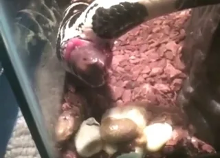 Zoophilic girl enjoys a funny poop moment in this cute fetish video