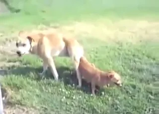 Gapist dog fucks smaller slut dog in hd animal sex zoo tube