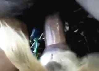 Pet gets tight fuckhole fucked by dude animal sex