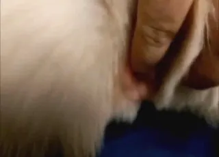 Sly zoophile fingering her Alaskan husky in heat