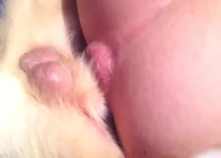 Deranged Cowgirl Riding Zoo Sex Clip - HD Animal Porn animal sex Tube