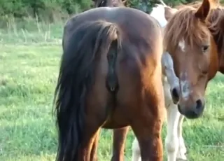 Massive Horse Vagina Close Up in Hot Zoo Sex Scene