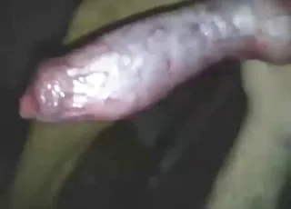 Hungarian Vizsla Breed Jerked Off in HD Zoo Sex Clip