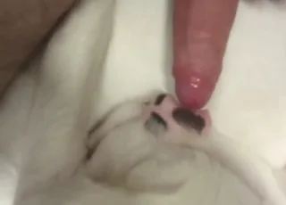 Hardcore White Dog Gets Deep Throat By Big Penis