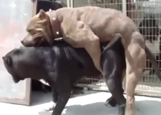 Powerful American Bully Dogs Knotting on All Fours