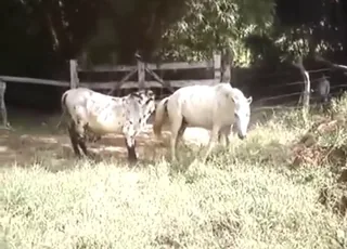 Bull Fuck Horse in HQ Zoo Sex animal sex HD Clip