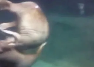 Walrus Self-Sucking Voyeur Clip HD Zoo Sex Tube animal sex Porn