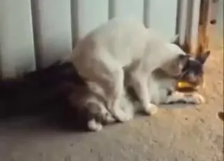 Passionate Cat Sex: Two Kittens Mating HD Zoo Tube Clip
