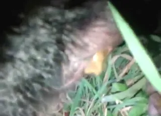 Close up dog shitting in the dirt - animal sex HD Clip