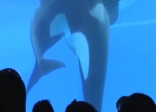 Deep Orca Sex Teasing And Swirling in Zoo Tube HD Clips