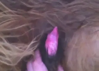 Hot Mutt Masturbating in Close-Up HD Zoo Sex animal sex Tube HD Clips
