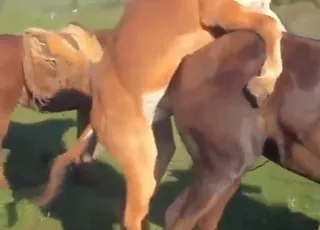 Outdoor Donkey Fucking Mare in Fresh Air