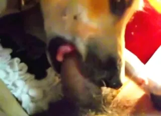 Powerful Penis Sucking by Guy in HD - Zoo Sex animal sex Porn HD Clip