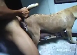 Zoosex: Tight Hole Animal Surrenders to Stud in HD