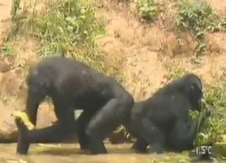 Monkey Threesome Sex Clip - animal sex Zoo Tube HD Animal Porn Clips