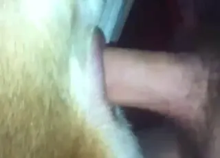 Hairy Pitbull Dog Getting Fucked by Zoophile