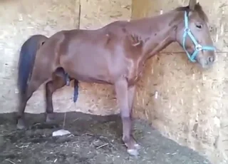Teasing Horse Piss Fetish Clip Zoo Sex animal sex Porn HD
