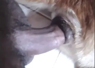 Delicious Beast Asshole Gets Ruined Forever in HD