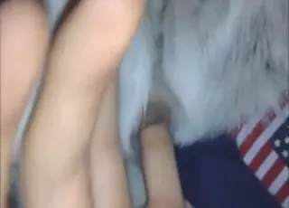 Happy Guy Fingers Animal Pussy in Close Up