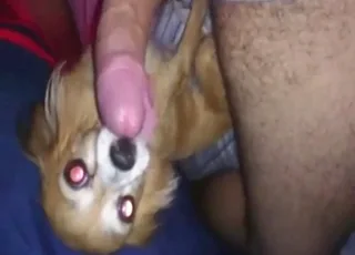 Chihuahua Licking Dick Close Up HD - Cute Small Dog animal sex Scene