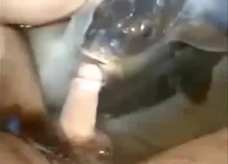 Man Performs Oral Sex on a Large Fish in HD