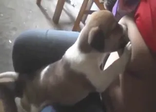 Cute puppy dog giving a sweet kiss to a dude's penis