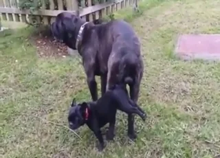 Knotty Black Dog Slams Tiny Female in Public Zoo Sex
