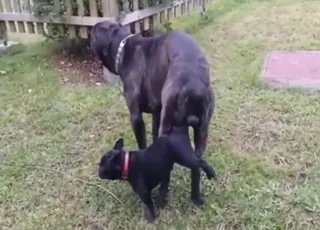 Knotty Black Dog Slams Tiny Female in Public Zoo Sex