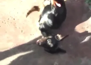 Outdoor Dog Sex Scene with Energetic Puppy