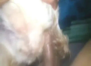 Horny Dog Takes Huge Cock in Chair: Wild Zoo Sex Scene in HD