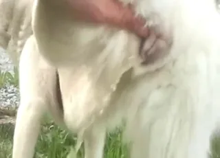 Husky bitch teasing while peeing in this short fetish clip