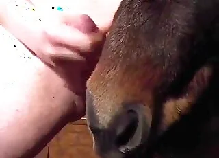 Small-dicked dude showing off his penis in zoo sex clip