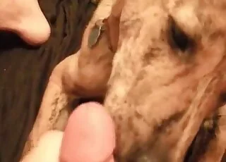 Sexy Doggy Style Animal Sex Action - animal sex Zoo Porn HD Clip