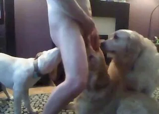 Pack of Dogs Servicing a Dude in HD animal sex Zoo Tube HD Clips