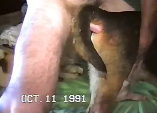 Doggy Style Anal Fuck Tight Hole HD Zoo Sex animal sex Tube