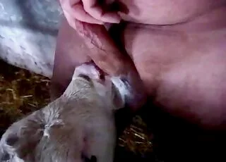 Cute Farm Animal Sniffing Hard Penis on Webcam